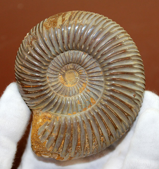 中生代ジュラ紀の示準化石、保存状態良好のペリスフィンクテス(Perisphinctes)(その2)