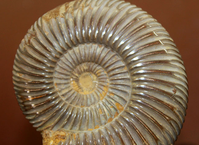 中生代ジュラ紀の示準化石、保存状態良好のペリスフィンクテス(Perisphinctes)(その3)