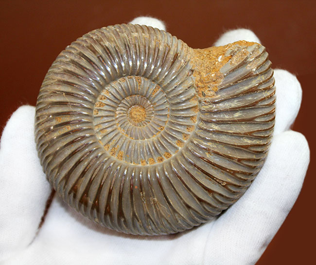 中生代ジュラ紀の示準化石、保存状態良好のペリスフィンクテス(Perisphinctes)(その5)