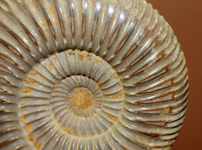 中生代ジュラ紀の示準化石、保存状態良好のペリスフィンクテス(Perisphinctes)(その6)
