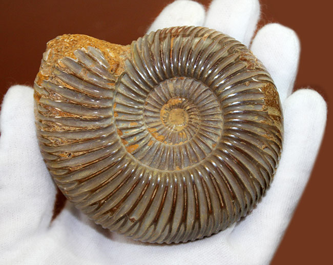 中生代ジュラ紀の示準化石、保存状態良好のペリスフィンクテス(Perisphinctes)(その8)