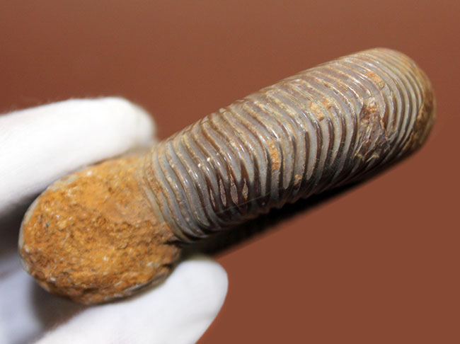 中生代ジュラ紀の示準化石、保存状態良好のペリスフィンクテス(Perisphinctes)(その9)
