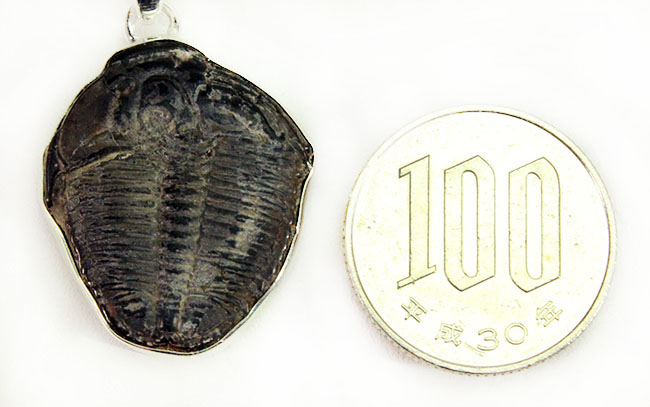 驚きの発想が具現化!5億年前の三葉虫を胸元に飾ろう。三葉虫ペンダント(スターリングシルバー製。2種類のチェーン。高級ジュエリーケース付)(その8)