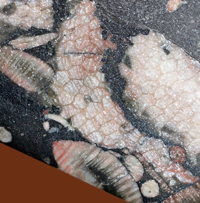 ポリプに特徴のあるハチノスサンゴ（Favosites）とウミユリ（Crinoid）のマルチプレート化石。（その3）
