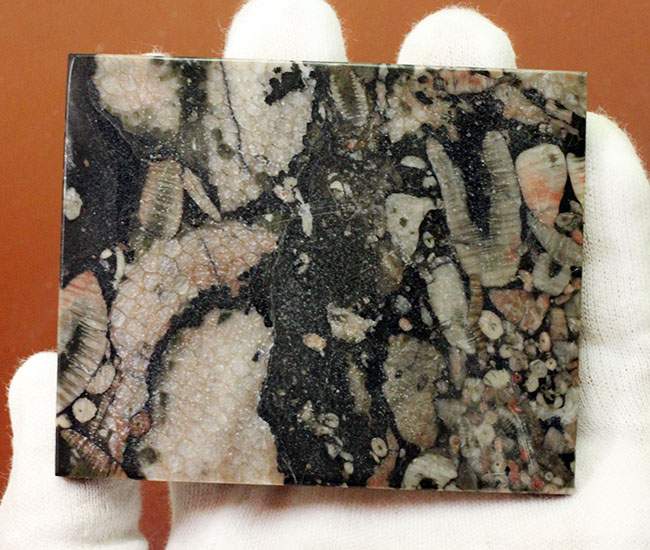 ポリプに特徴のあるハチノスサンゴ（Favosites）とウミユリ（Crinoid）のマルチプレート化石。（その5）