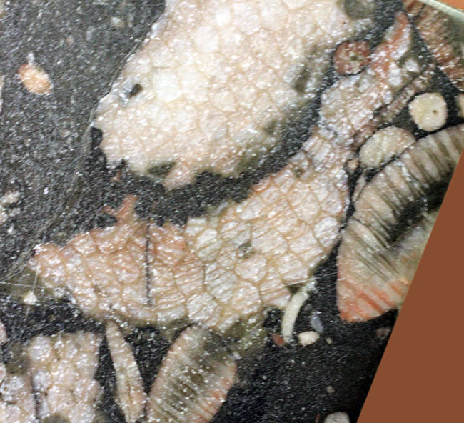 ポリプに特徴のあるハチノスサンゴ（Favosites）とウミユリ（Crinoid）のマルチプレート化石。（その7）