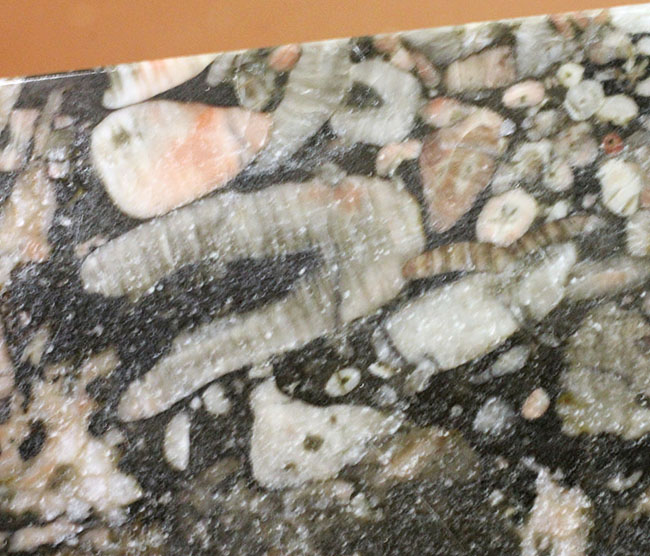 ポリプに特徴のあるハチノスサンゴ（Favosites）とウミユリ（Crinoid）のマルチプレート化石。（その8）