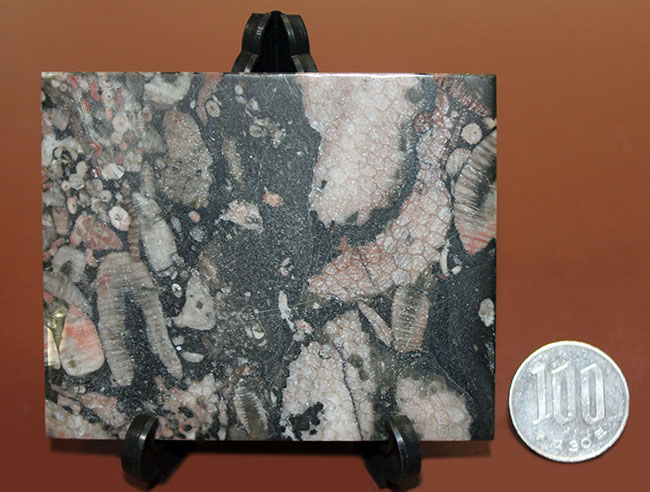 ポリプに特徴のあるハチノスサンゴ（Favosites）とウミユリ（Crinoid）のマルチプレート化石。（その9）
