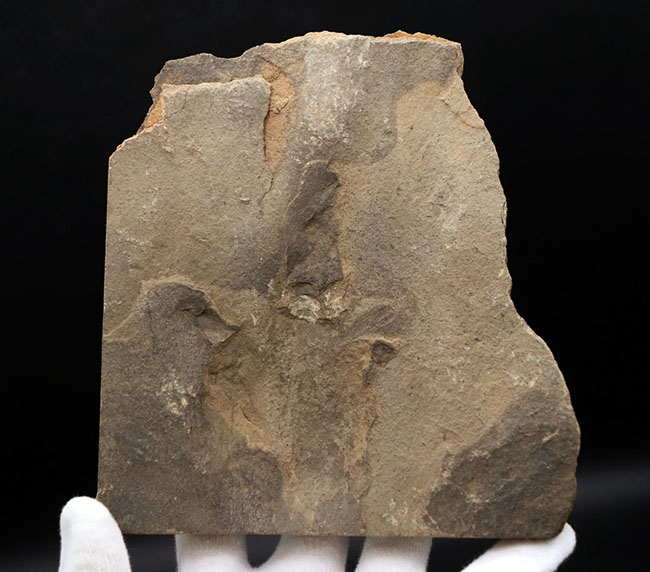 三本指の痕が保存された、およそ１億８５００万年前の希少な恐竜の足跡の化石、グラレーター（その1）