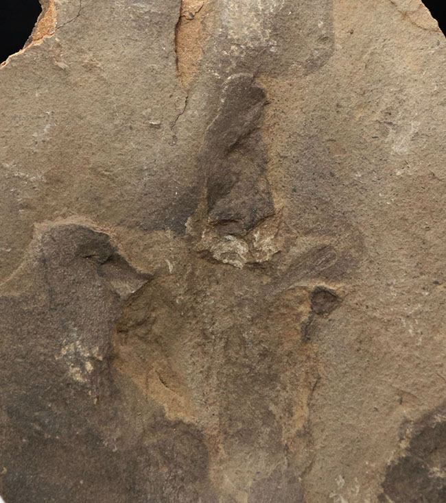 三本指の痕が保存された、およそ１億８５００万年前の希少な恐竜の足跡の化石、グラレーター（その2）