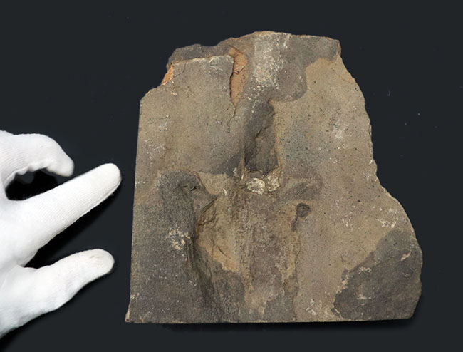 三本指の痕が保存された、およそ１億８５００万年前の希少な恐竜の足跡の化石、グラレーター（その3）