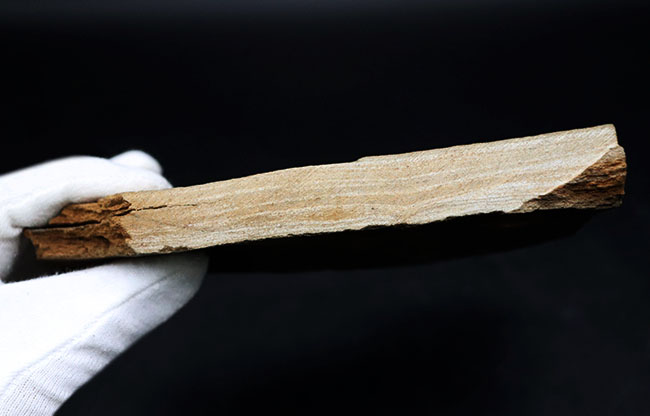 再開予定　準備中さま　希少 グラレーター 恐竜 足跡 270mm fr60 再開予定 準備中さま 希少 グラレーター 恐竜 足跡 270mm fr60