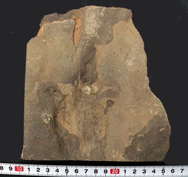三本指の痕が保存された、およそ１億８５００万年前の希少な恐竜の足跡の化石、グラレーター（その6）