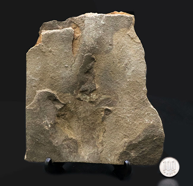三本指の痕が保存された、およそ１億８５００万年前の希少な恐竜の足跡の化石、グラレーター（その7）