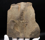 三本指の痕が保存された、およそ１億８５００万年前の希少な恐竜の足跡の化石、グラレーター