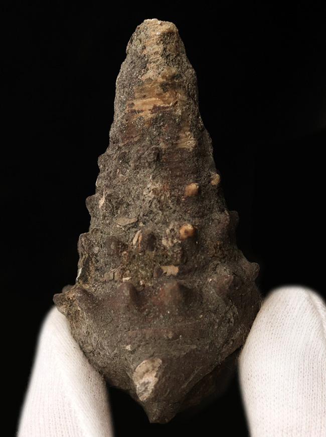 岡山県の中新世（約1500万年前頃）の地層から発見、採集された絶滅巻き貝、ビカリアの化石（Vicarya）の化石。（その1）