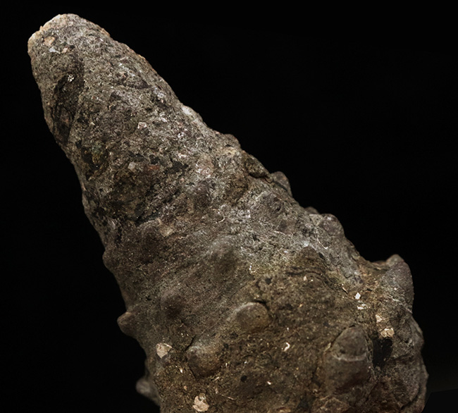 岡山県の中新世（約1500万年前頃）の地層から発見、採集された絶滅巻き貝、ビカリアの化石（Vicarya）の化石。（その2）