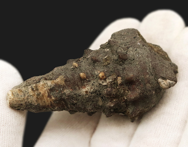 岡山県の中新世（約1500万年前頃）の地層から発見、採集された絶滅巻き貝、ビカリアの化石（Vicarya）の化石。（その3）