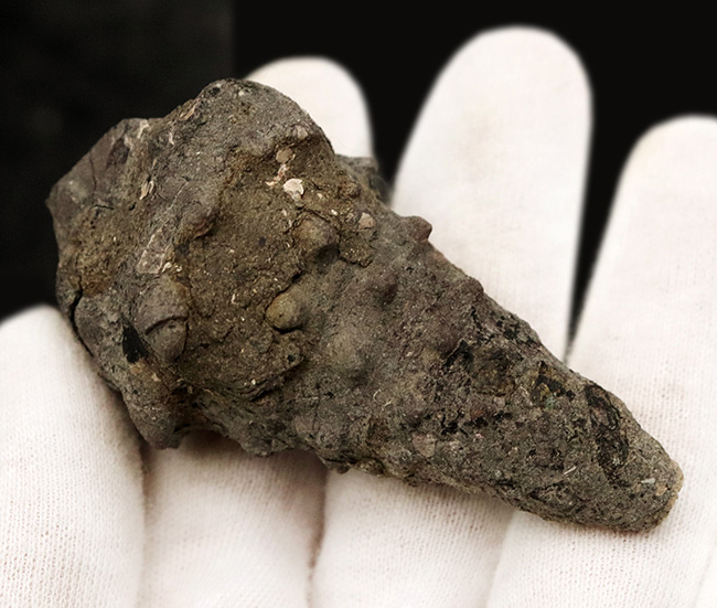 岡山県の中新世（約1500万年前頃）の地層から発見、採集された絶滅巻き貝、ビカリアの化石（Vicarya）の化石。（その4）