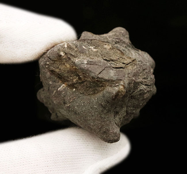 岡山県の中新世（約1500万年前頃）の地層から発見、採集された絶滅巻き貝、ビカリアの化石（Vicarya）の化石。（その5）