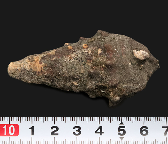 岡山県の中新世（約1500万年前頃）の地層から発見、採集された絶滅巻き貝、ビカリアの化石（Vicarya）の化石。（その6）