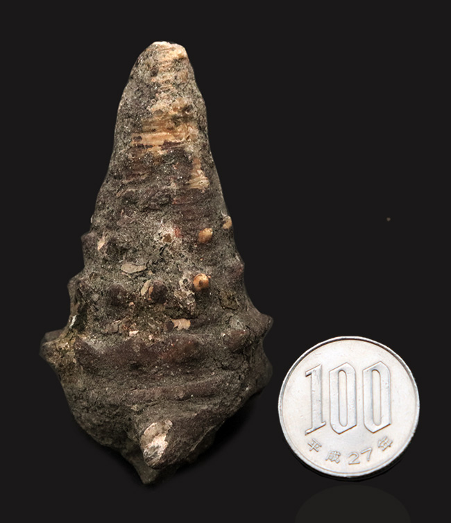 岡山県の中新世（約1500万年前頃）の地層から発見、採集された絶滅巻き貝、ビカリアの化石（Vicarya）の化石。（その7）