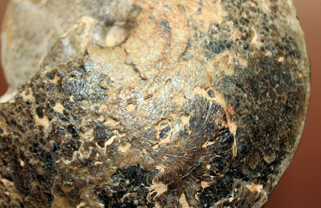 密巻き、円盤状の典型的なプラセンチセラス アンモナイト 販売