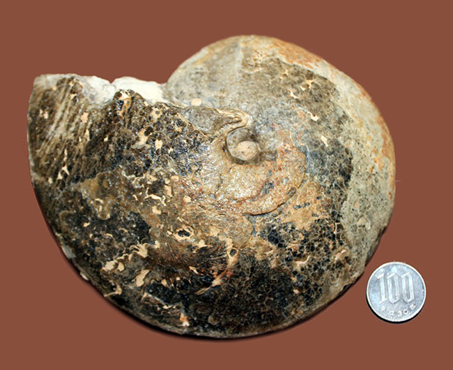 密巻き、円盤状の典型的なプラセンチセラス アンモナイト 販売