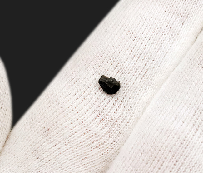 ベリーレア!白亜紀後期の北米の森林で、恐竜に怯えながら、ひっそりと、それでいて必死に生きていたであろう小型哺乳類、メソドマ(Mesodma)の歯化石(その4)