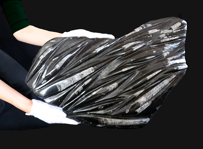 左右56センチ、インテリアとしてもぜひ!古生代デボン紀の海の代表的な生物、オルソセラス(Orthoceras)の群集化石(その1)