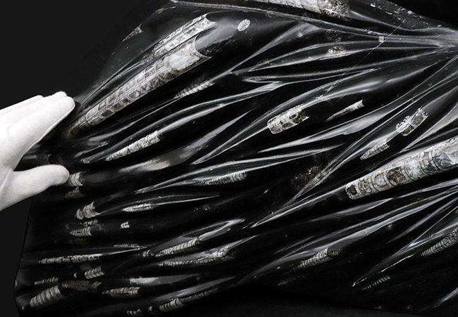 左右56センチ、インテリアとしてもぜひ!古生代デボン紀の海の代表的な生物、オルソセラス(Orthoceras)の群集化石(その4)