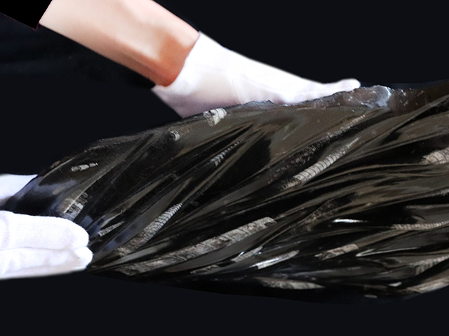 左右56センチ、インテリアとしてもぜひ!古生代デボン紀の海の代表的な生物、オルソセラス(Orthoceras)の群集化石(その5)