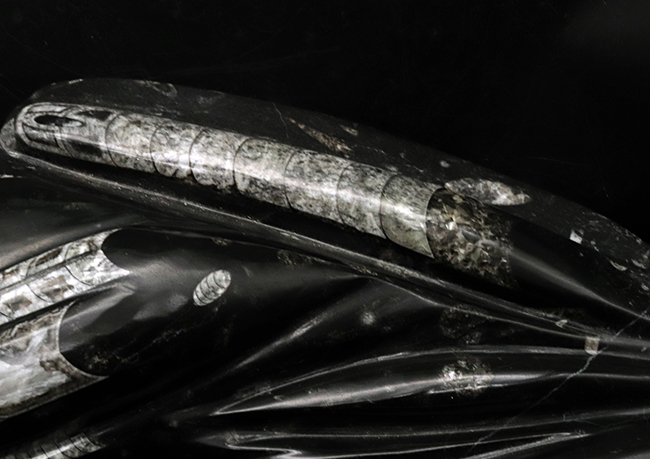 左右56センチ、インテリアとしてもぜひ!古生代デボン紀の海の代表的な生物、オルソセラス(Orthoceras)の群集化石(その8)
