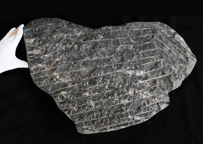 左右56センチ、インテリアとしてもぜひ!古生代デボン紀の海の代表的な生物、オルソセラス(Orthoceras)の群集化石(その9)