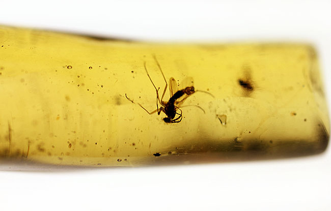 虫の数、種類、サイズ、保存状態、いずれも一級、マダガスカル産の虫入りコーパルのマスターピース。(その13)