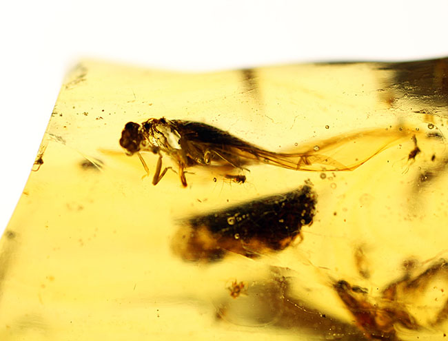 虫の数、種類、サイズ、保存状態、いずれも一級、マダガスカル産の虫入りコーパルのマスターピース。(その14)