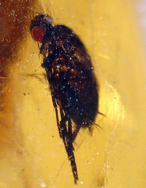 虫の数、種類、サイズ、保存状態、いずれも一級、マダガスカル産の虫入りコーパルのマスターピース。(その17)