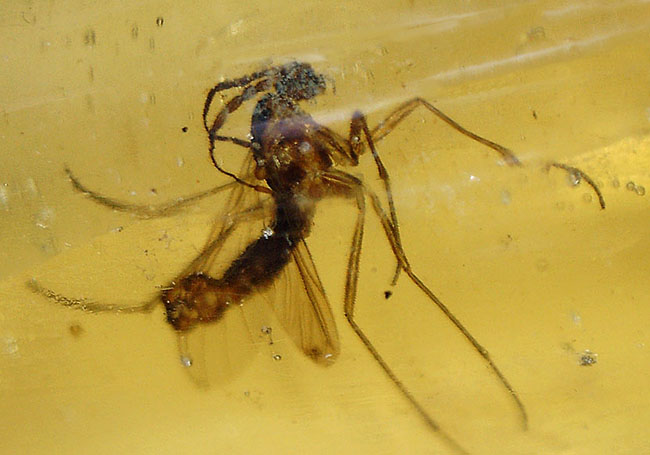 虫の数、種類、サイズ、保存状態、いずれも一級、マダガスカル産の虫入りコーパルのマスターピース。(その18)