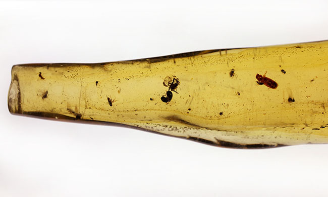 虫の数、種類、サイズ、保存状態、いずれも一級、マダガスカル産の虫入りコーパルのマスターピース。（その5）