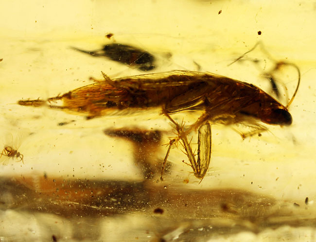 虫の数、種類、サイズ、保存状態、いずれも一級、マダガスカル産の虫入りコーパルのマスターピース。(その8)