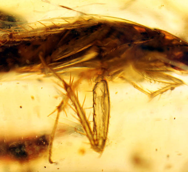虫の数、種類、サイズ、保存状態、いずれも一級、マダガスカル産の虫入りコーパルのマスターピース。(その9)