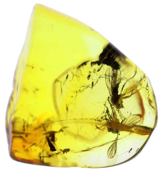 リトアニアンゴールド！およそ４０００万年前のオドリバエ科の羽虫を内包したバルト海産の琥珀（Amber）（その10）