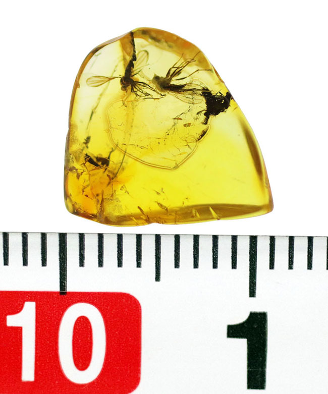 リトアニアンゴールド！およそ４０００万年前のオドリバエ科の羽虫を内包したバルト海産の琥珀（Amber）（その11）