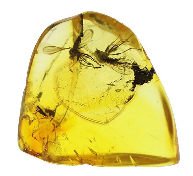 リトアニアンゴールド！およそ４０００万年前のオドリバエ科の羽虫を内包したバルト海産の琥珀（Amber）（その12）
