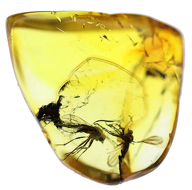 リトアニアンゴールド！およそ４０００万年前のオドリバエ科の羽虫を内包したバルト海産の琥珀（Amber）（その2）