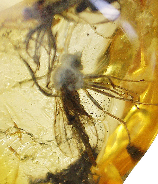 リトアニアンゴールド！およそ４０００万年前のオドリバエ科の羽虫を内包したバルト海産の琥珀（Amber）（その6）