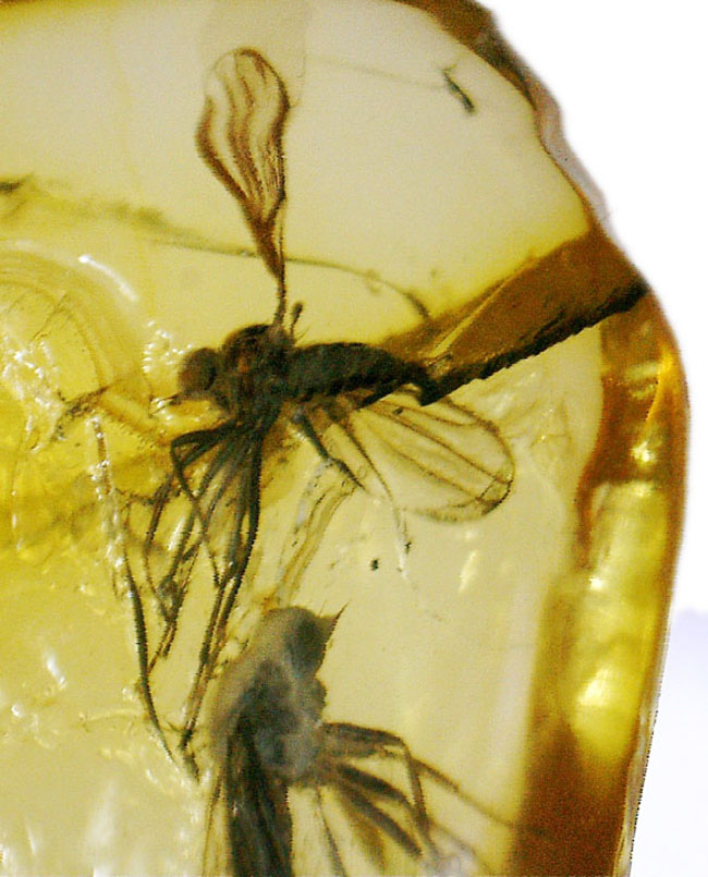 リトアニアンゴールド！およそ４０００万年前のオドリバエ科の羽虫を内包したバルト海産の琥珀（Amber）（その7）