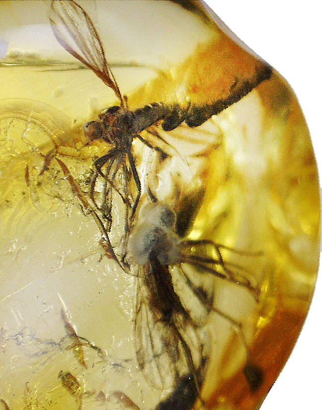 リトアニアンゴールド！およそ４０００万年前のオドリバエ科の羽虫を内包したバルト海産の琥珀（Amber）（その8）