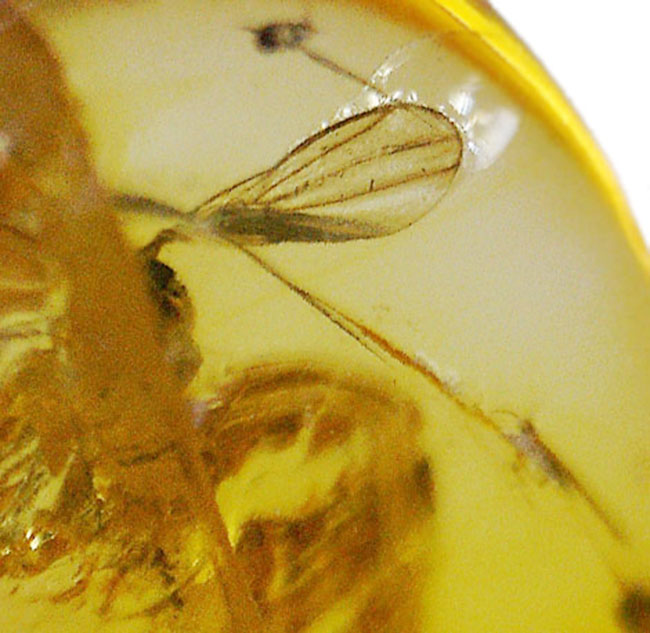 リトアニアンゴールド！およそ４０００万年前のオドリバエ科の羽虫を内包したバルト海産の琥珀（Amber）（その9）