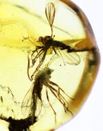 リトアニアンゴールド！およそ４０００万年前のオドリバエ科の羽虫を内包したバルト海産の琥珀（Amber）